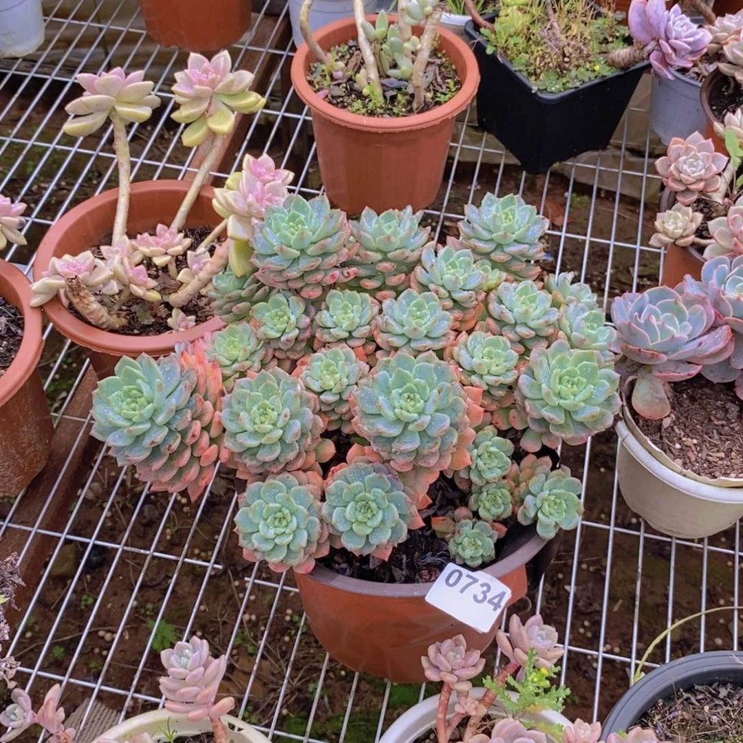 0734苹果香一物一拍