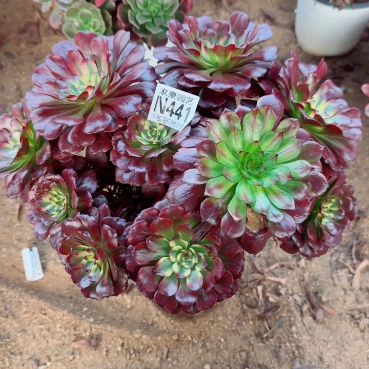 441美姬官服30左右2