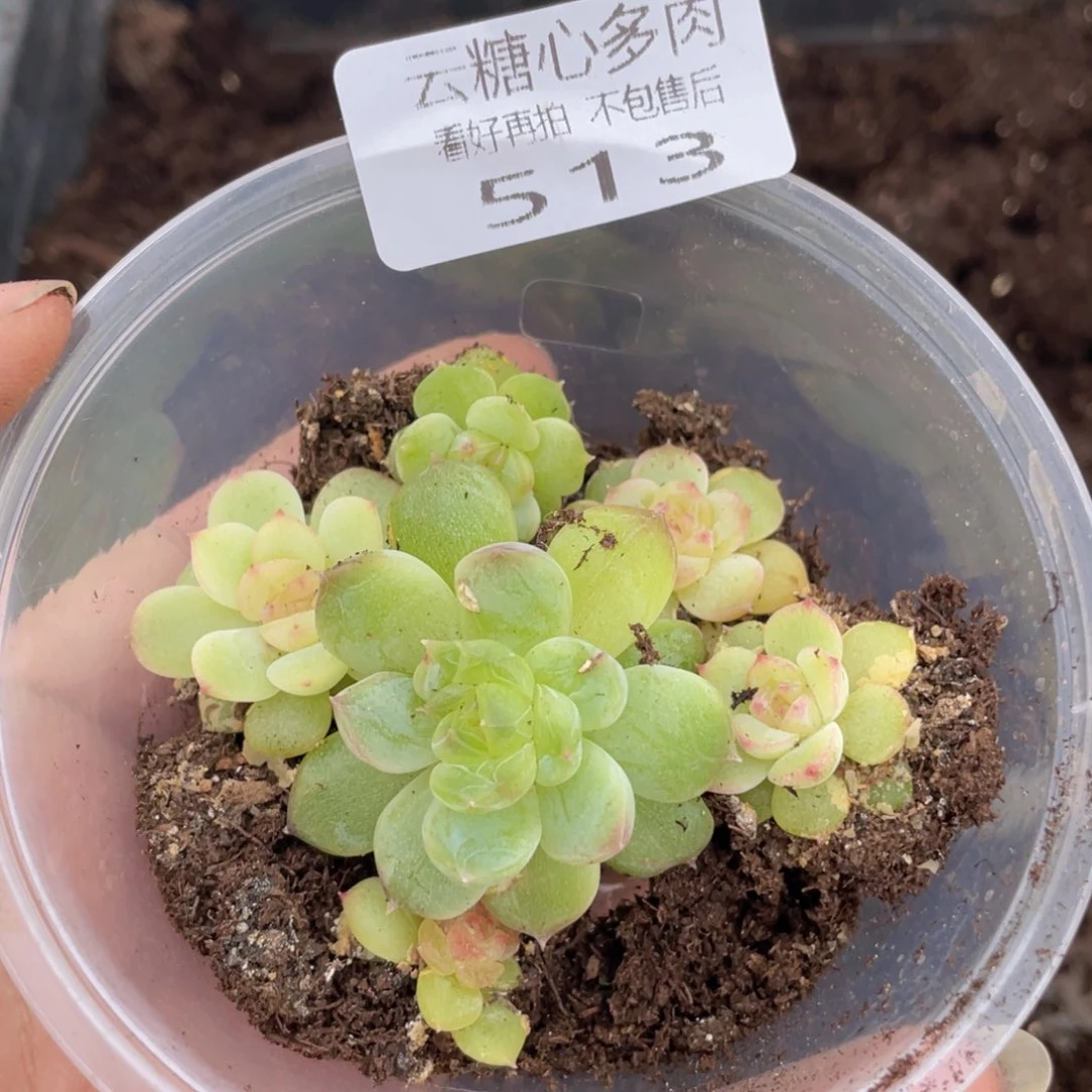 云糖心多肉植物513
