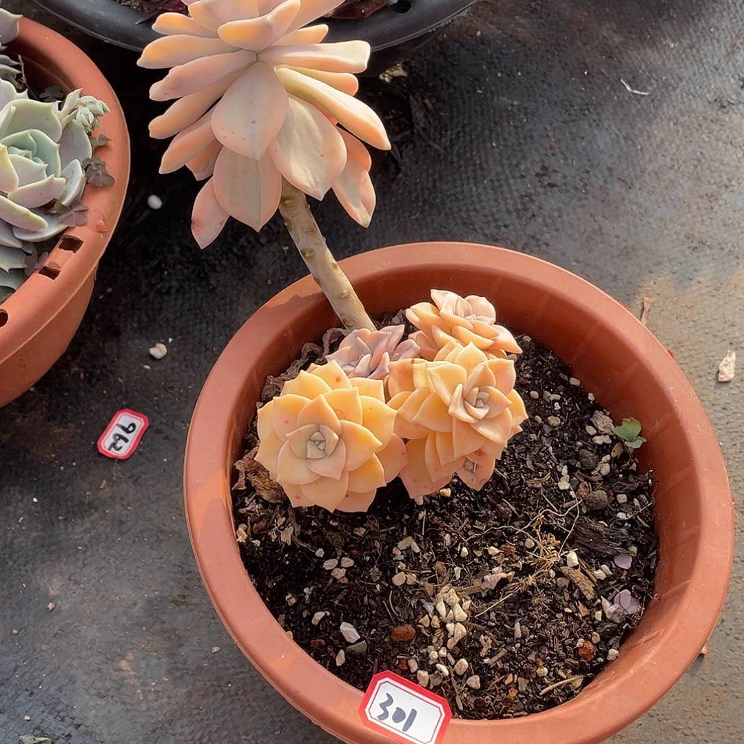 301紫乐锦 一物一拍多肉