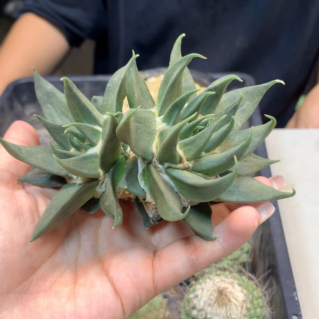 13号  出根 龙牙岩牡丹 11.5公分