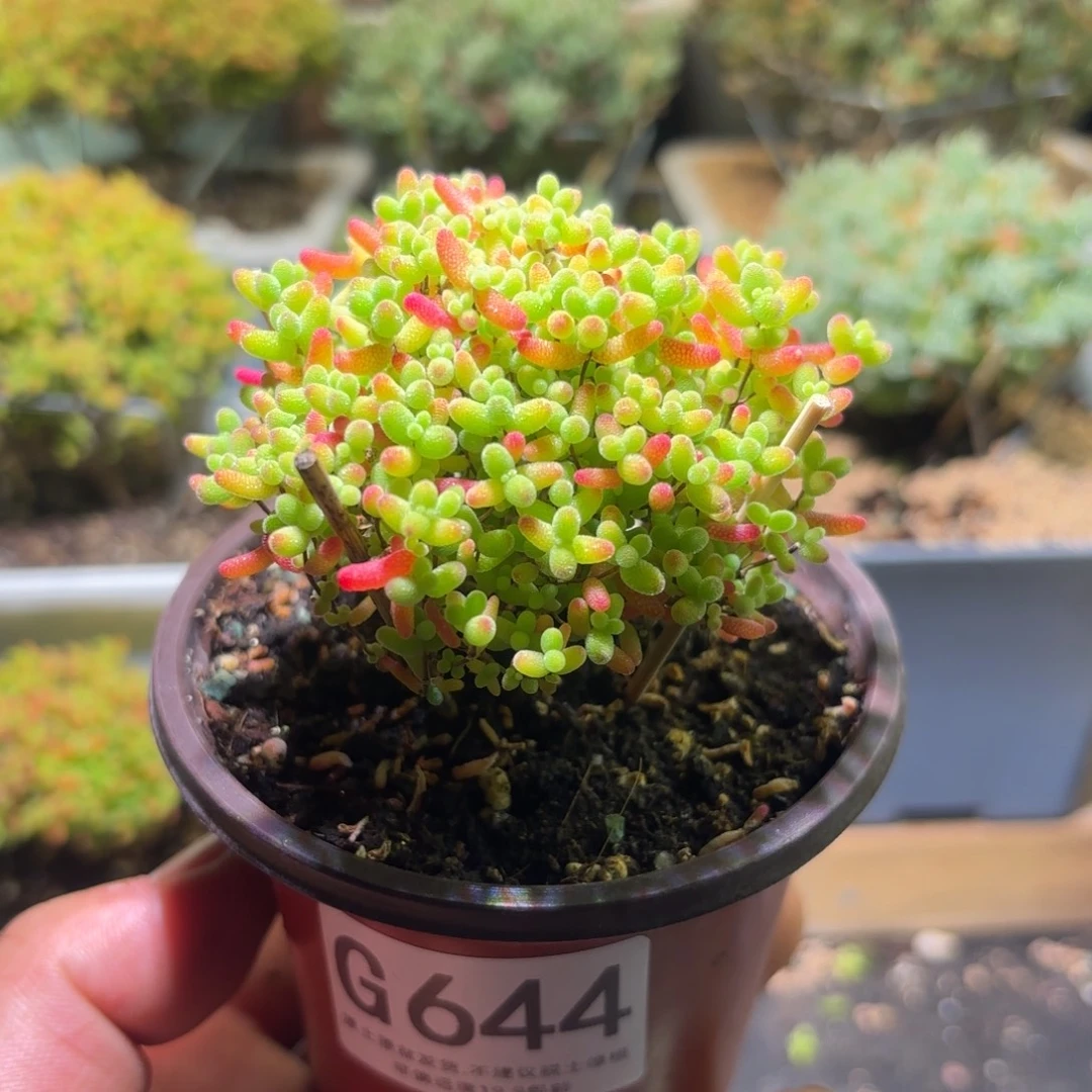 枝干番杏密橘糖球G644