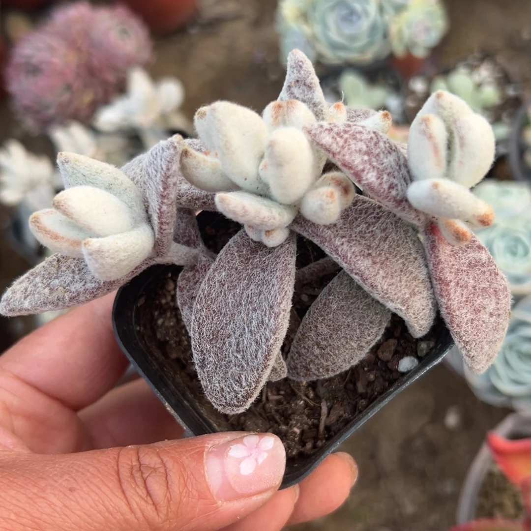 多肉植物多肉植物