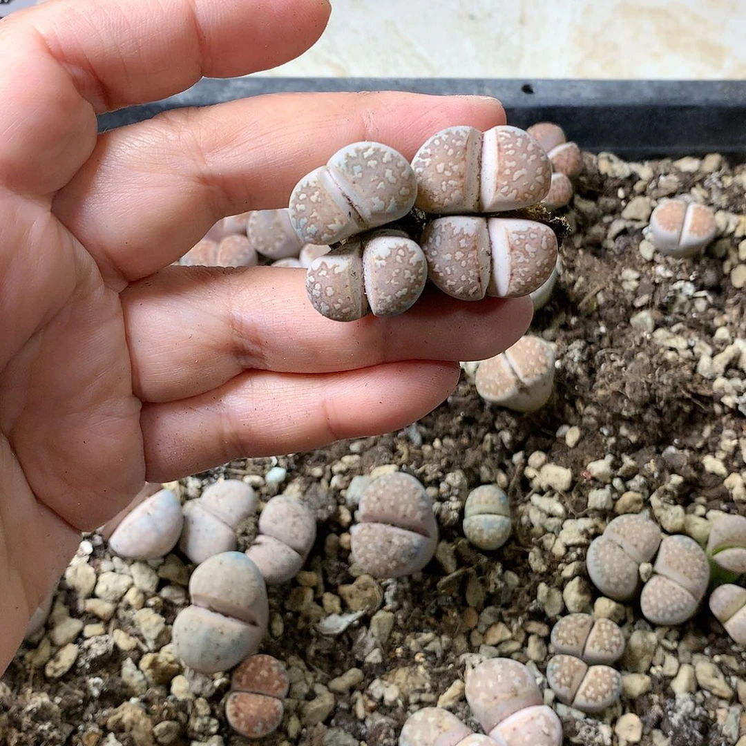 K176多肉植物保护
