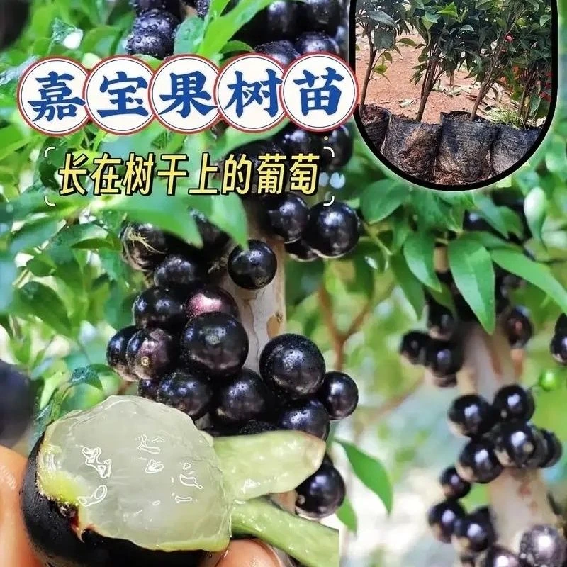 嘉宝果苗四季种植阳台庭院当年结果耐寒带花果蓝莓树果树嘉宝果树