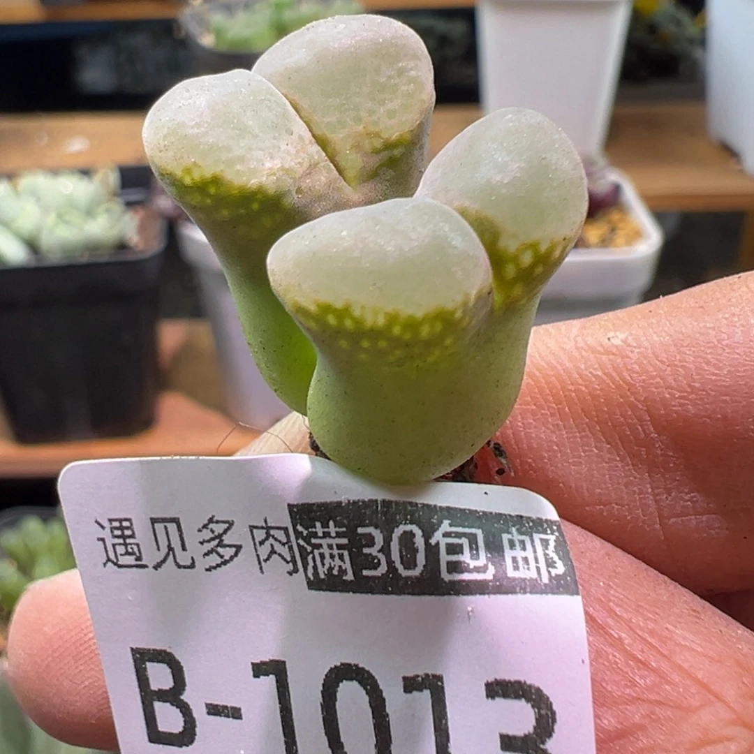 多肉植物1111111111111111111