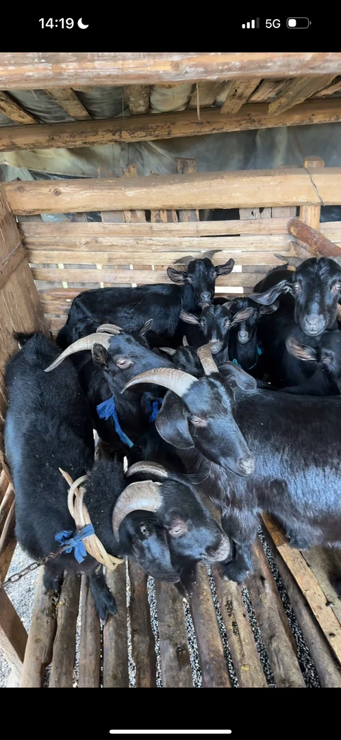 前腿 山区农家散养正宗小耳乌皮黑山羊肉