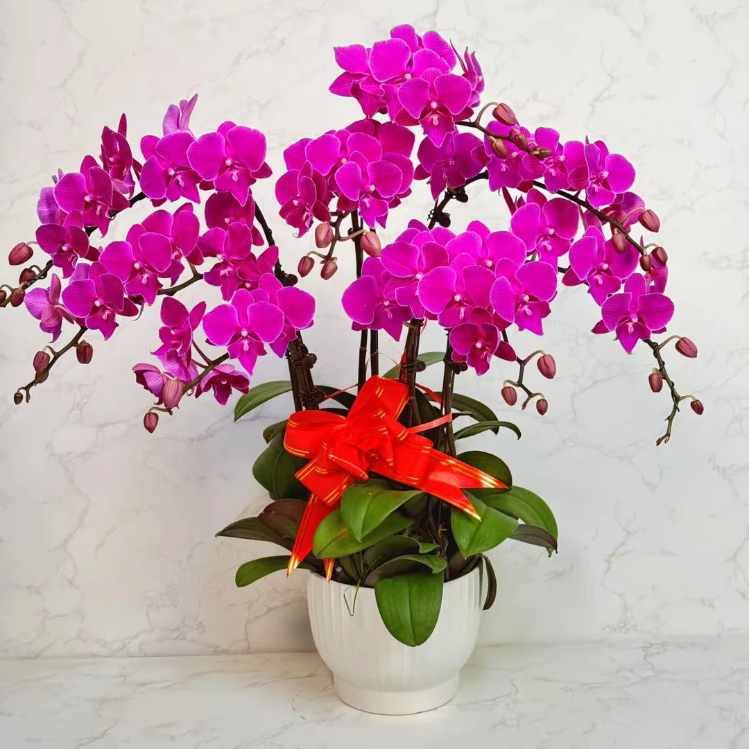 多彩优选（红豆杉）欧品稀有紫红色蝴蝶兰鲜花室内送礼高端花卉