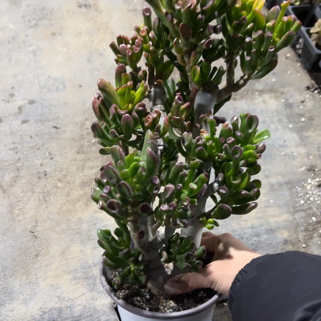 老桩吸财树8年桩新疆包邮