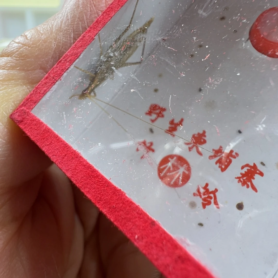 蟋蟀一只大翅柬埔寨竹蛉