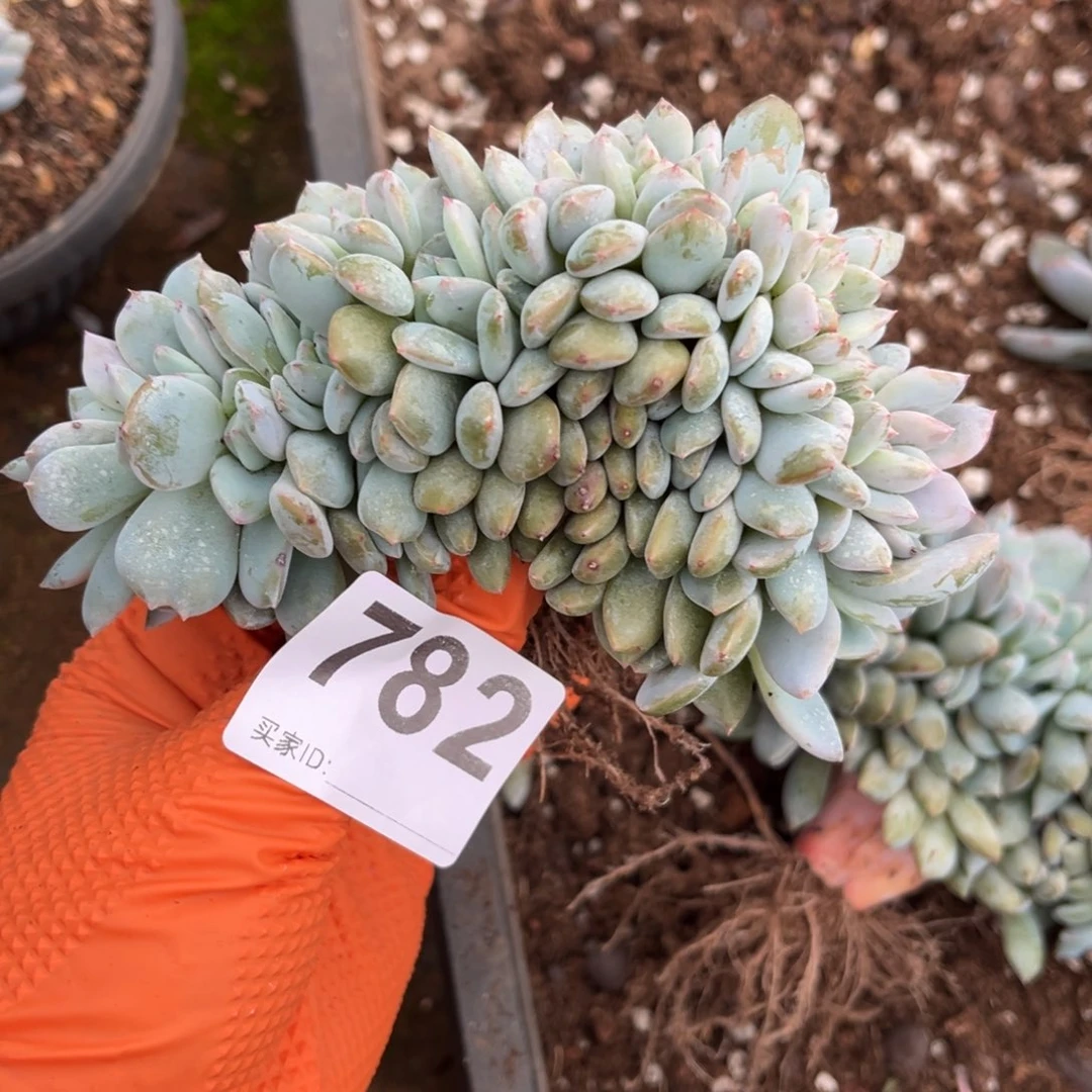 782号新疆西藏内蒙古不包邮的