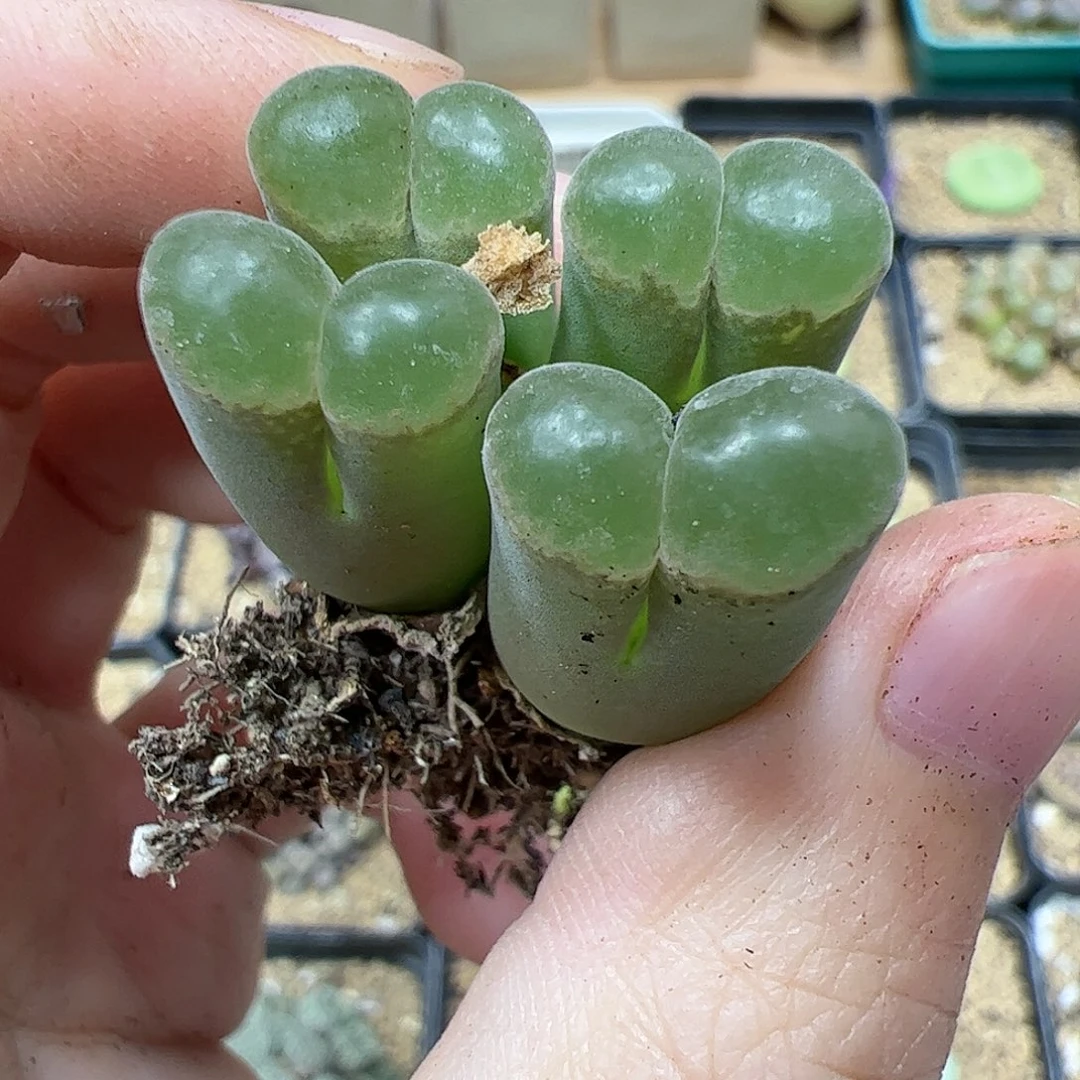 【闪购商品】111 风铃