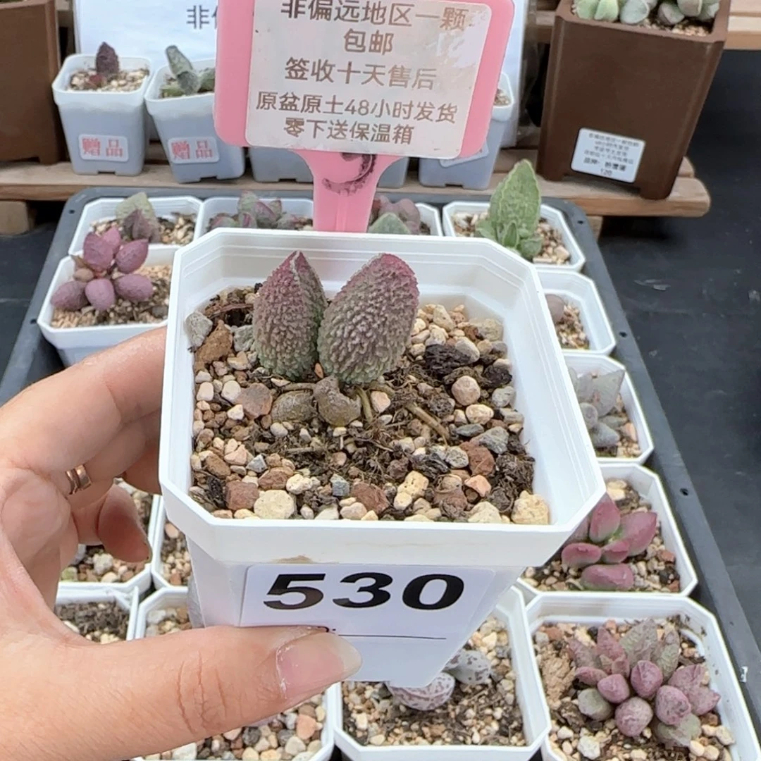 530胖伍多肉植物