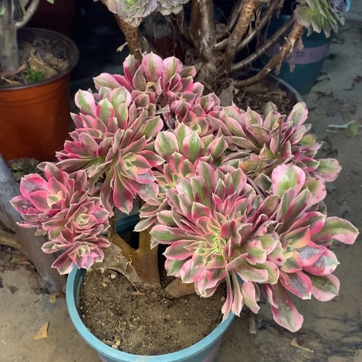 粉女巫缀多肉植物5。