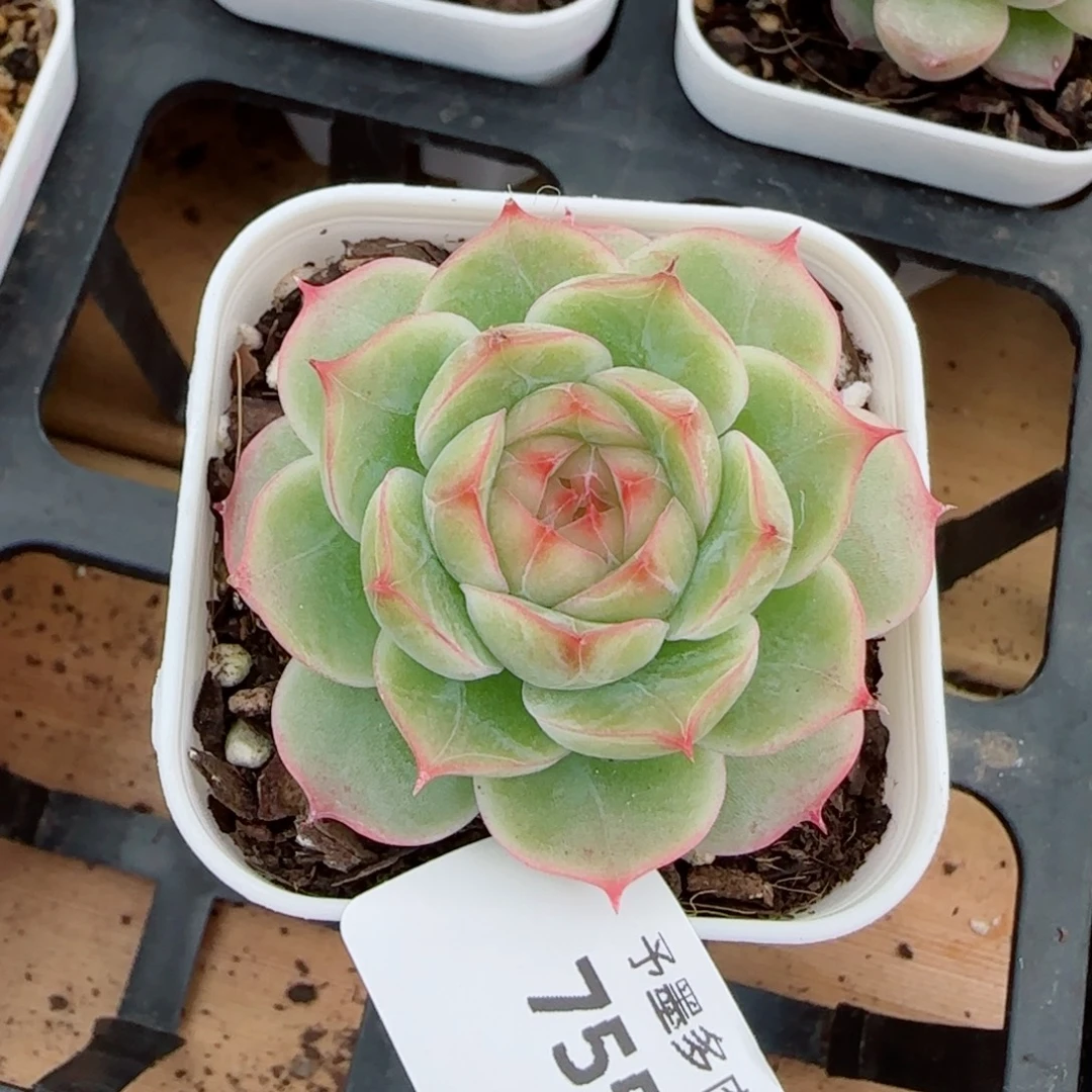 薄荷，7551多肉植物