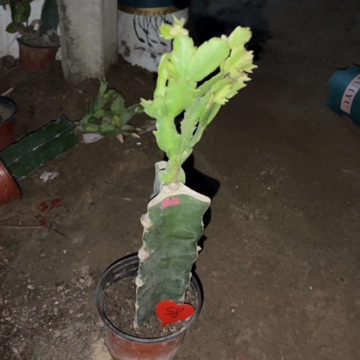 雨***竹当前无花栽培后可以开花盖尔58