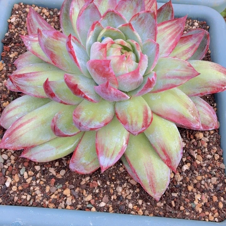 花***生多肉乐园惊鸿仙子