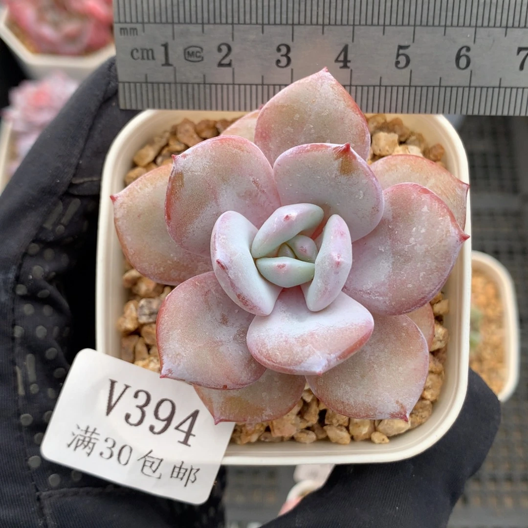 394。带腿奶茶单头。