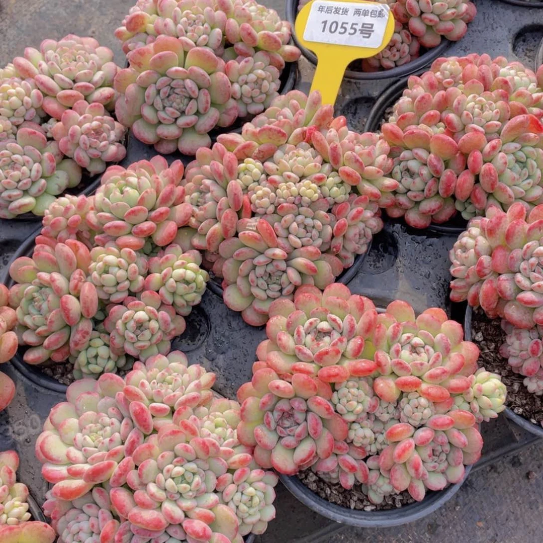 1055号多头精品萌豆大群一个