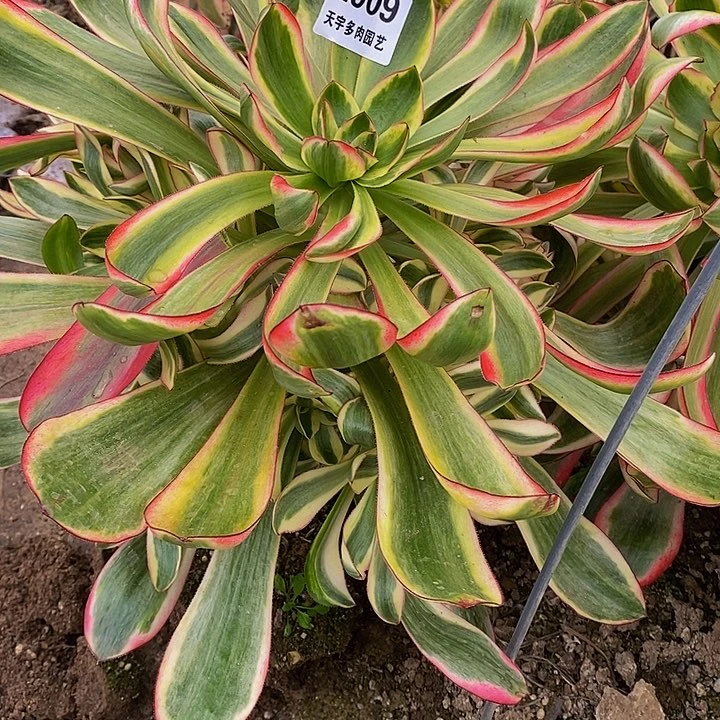 多肉巫毒白909多艘