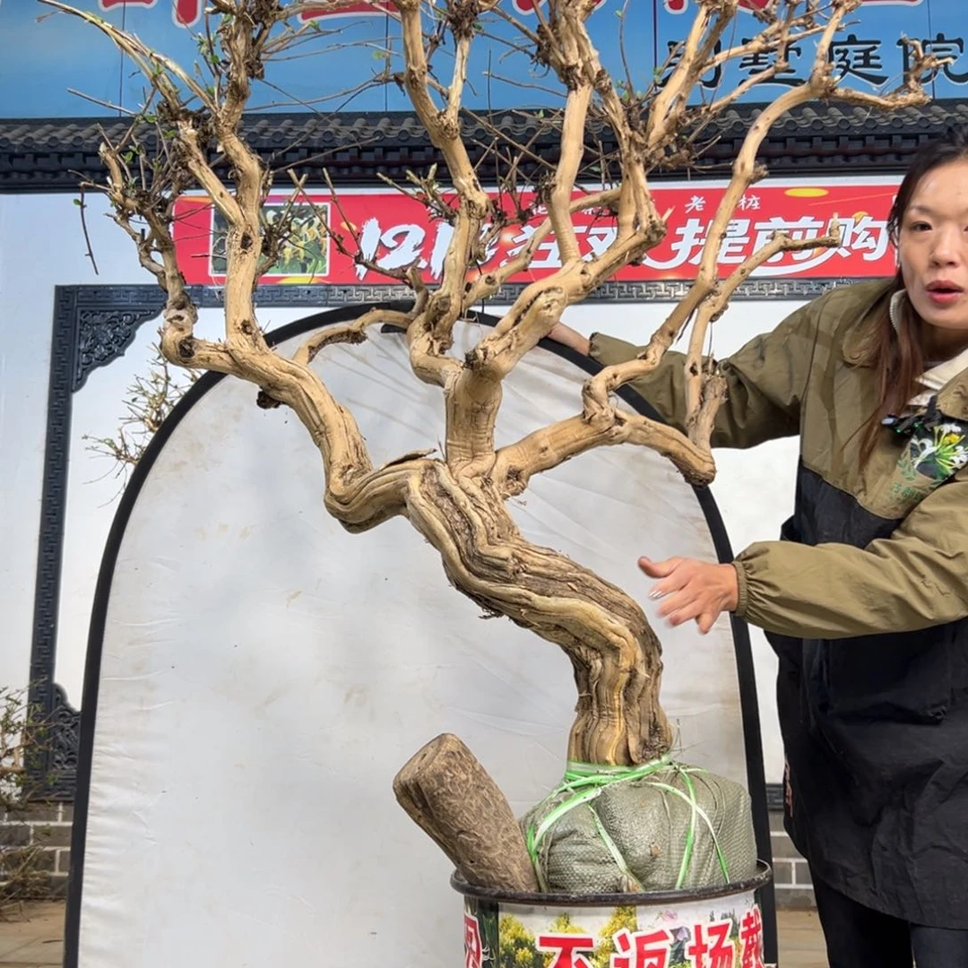 无花朵金银花888888888888888