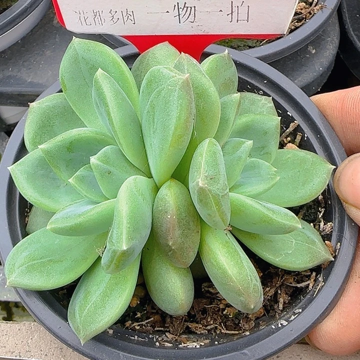1065绿橙多肉植物