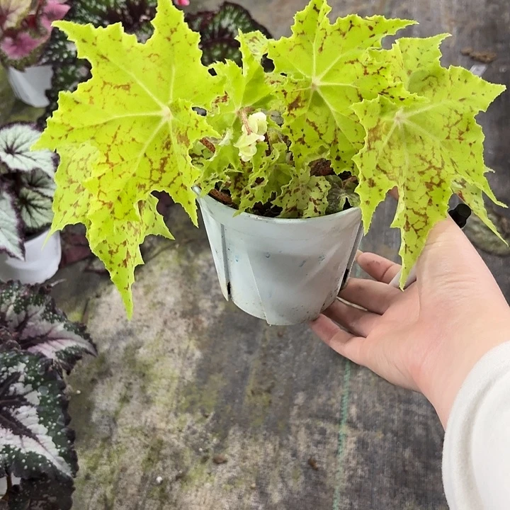 完全开放柠檬几何