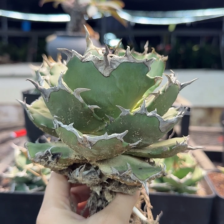 海豹8888888888888888