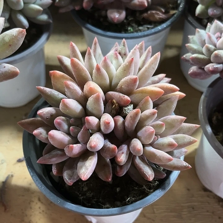 大红蜻蜓群多肉植物