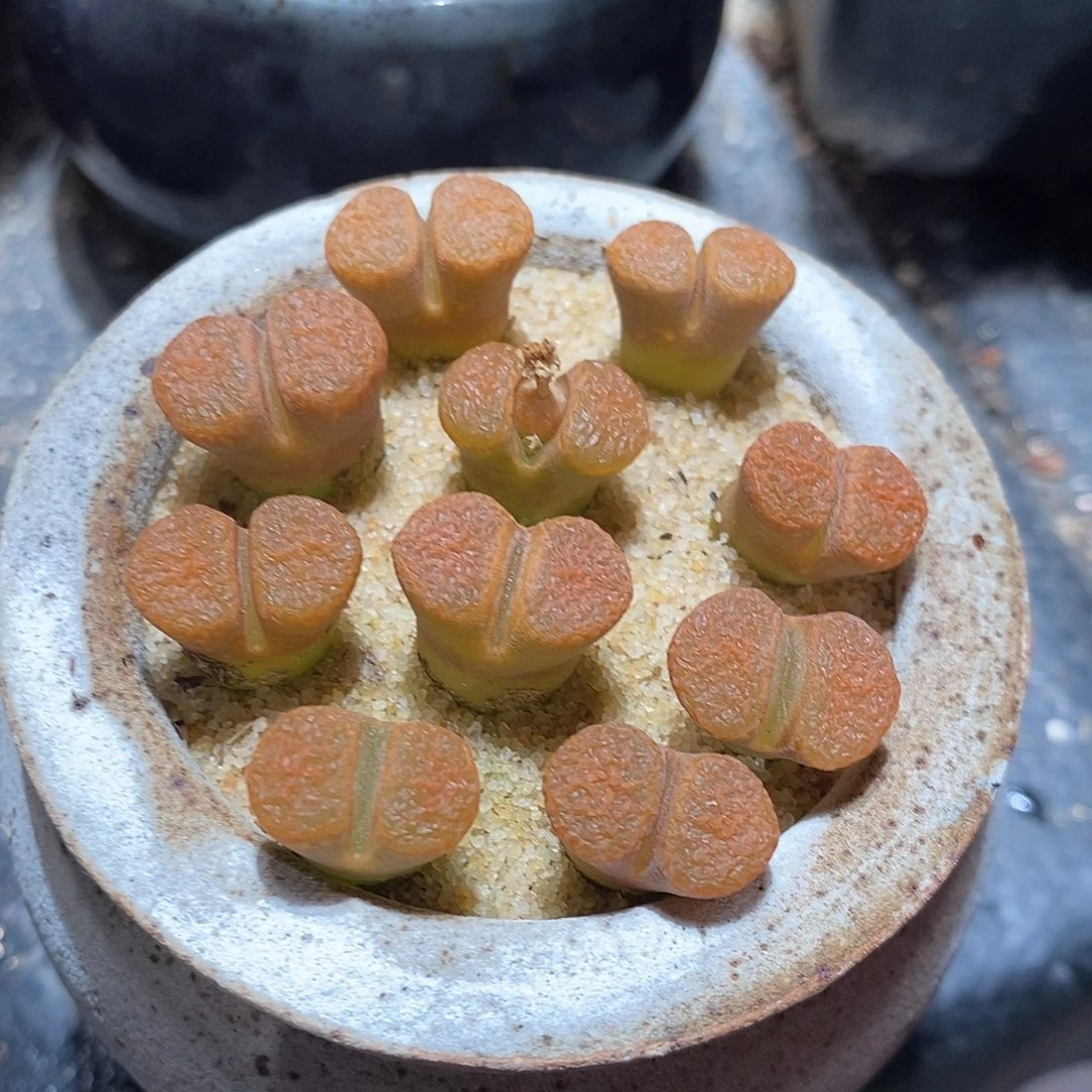 一颗超级蛋糕风铃。