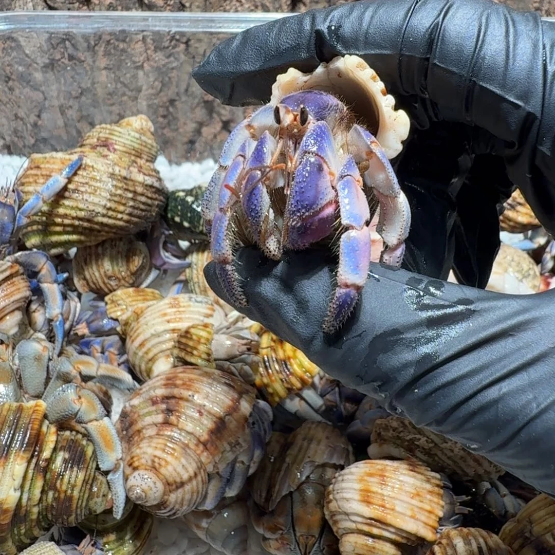 10号直播间挑选2.3