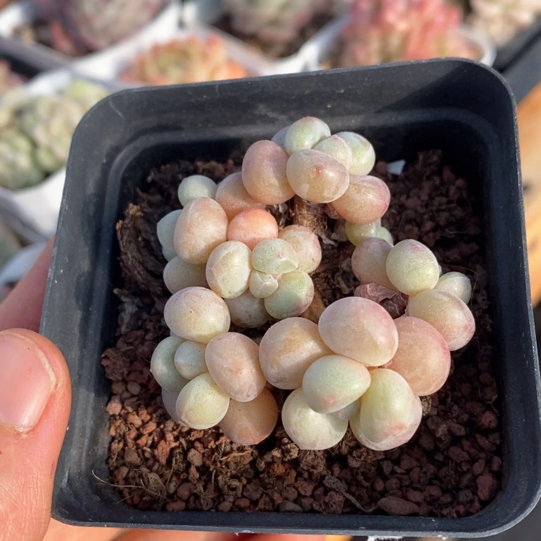 精品多肉一物一拍不包整92