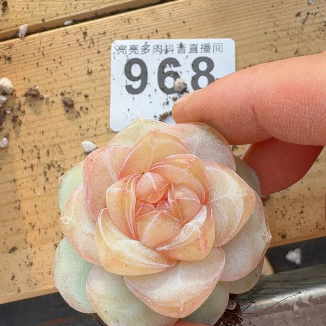 桃贝贝         精品多肉