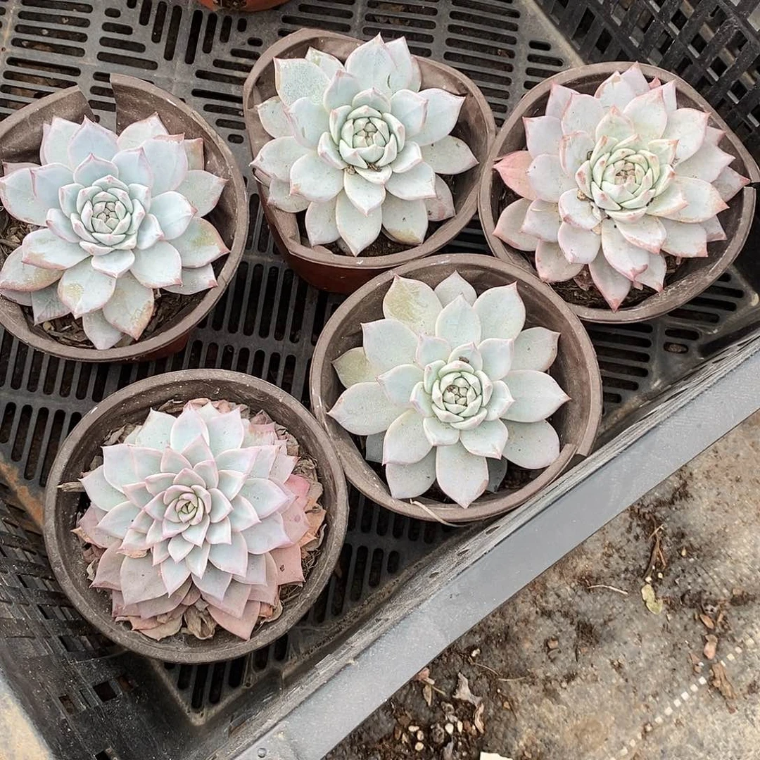 粉蓝鸟5颗多肉植物