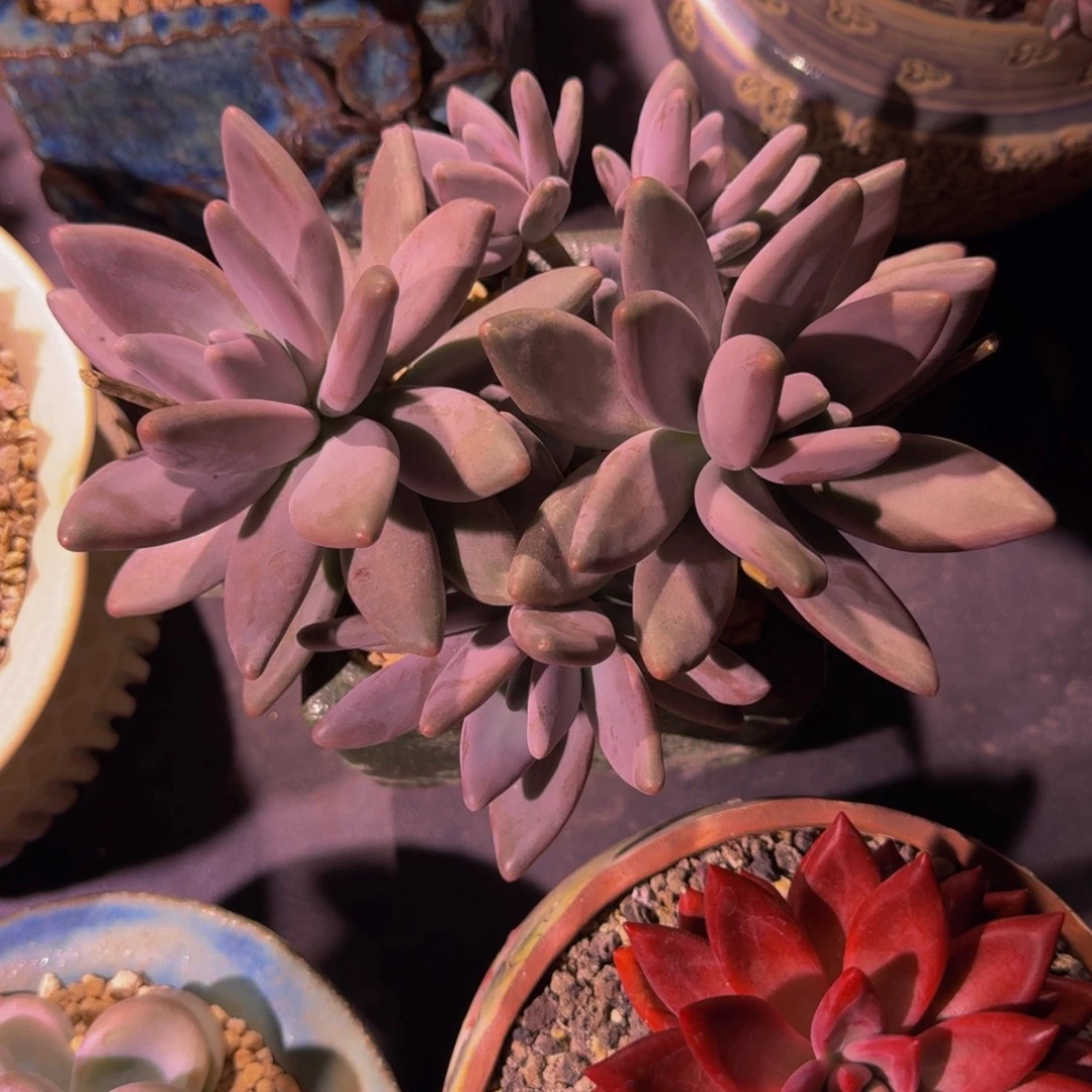 企鹅 5头 一物一拍