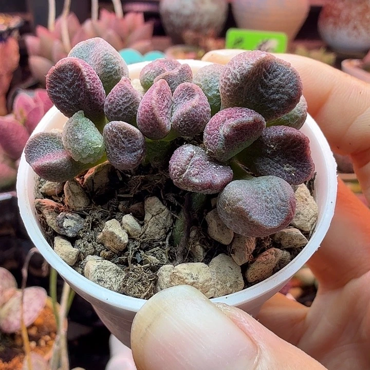 周***凤一物一拍，感谢支持