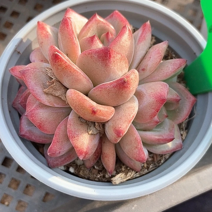 多肉植物夜魔侠750