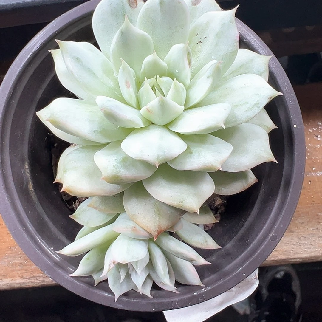 tp锦瑕疵 小方花圃非偏远一单包邮