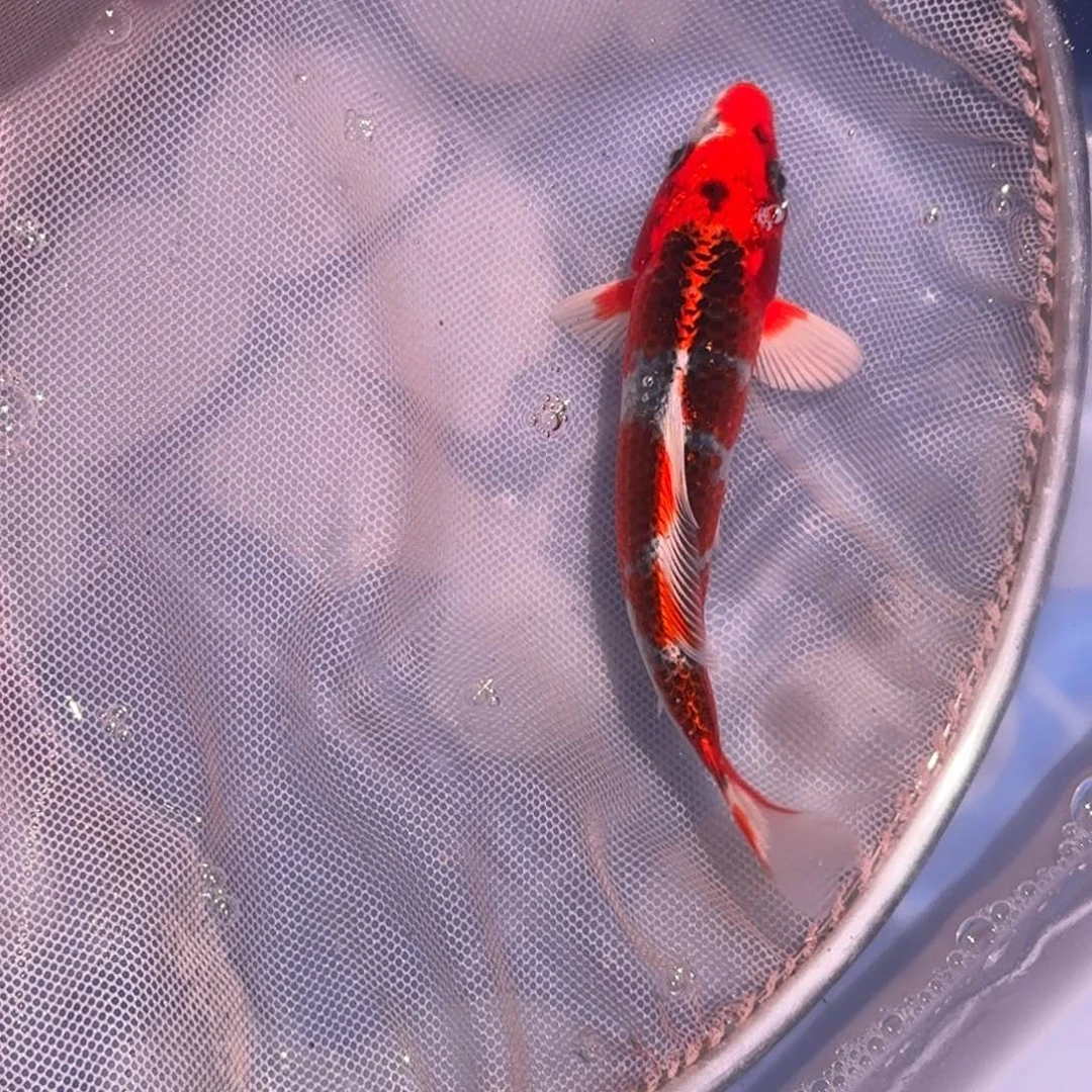 锦鲤精品锦鲤大放漏