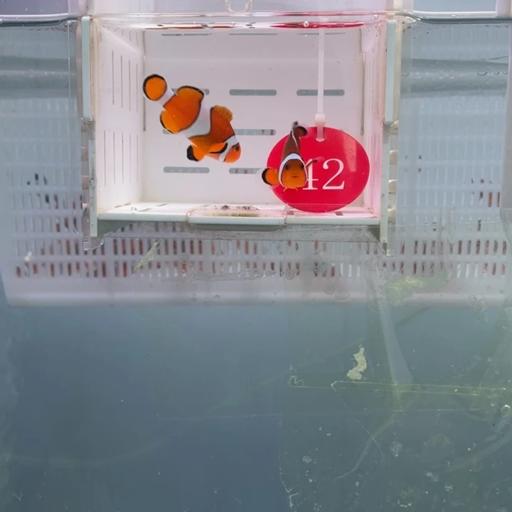 海水鱼精品黑边2条4-5