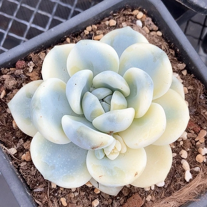 望舒锦多肉多肉植物