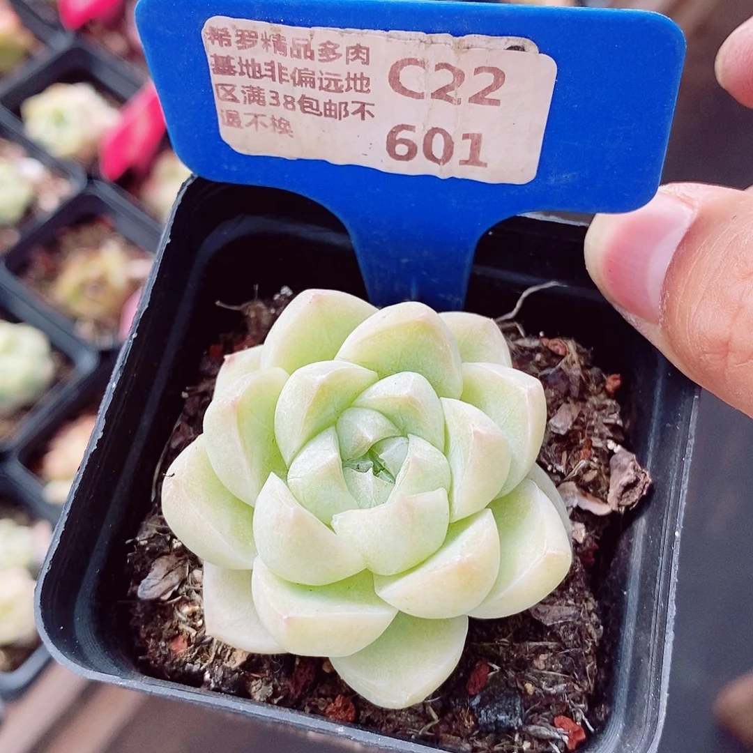 不知名5cm多肉植物