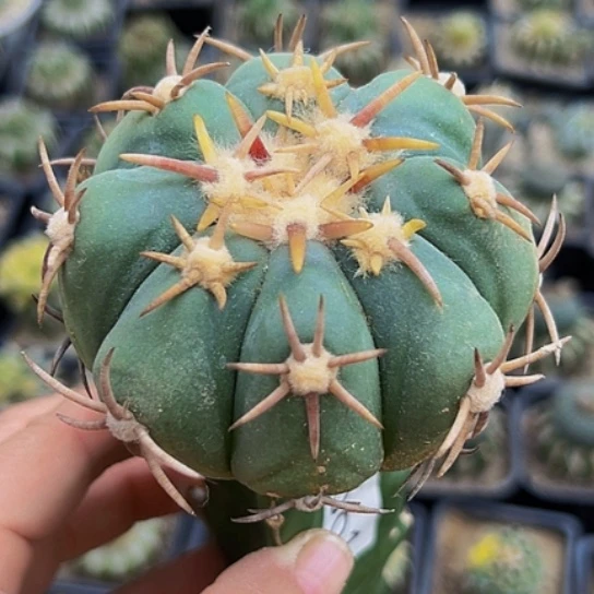 无花朵白刺翠平561