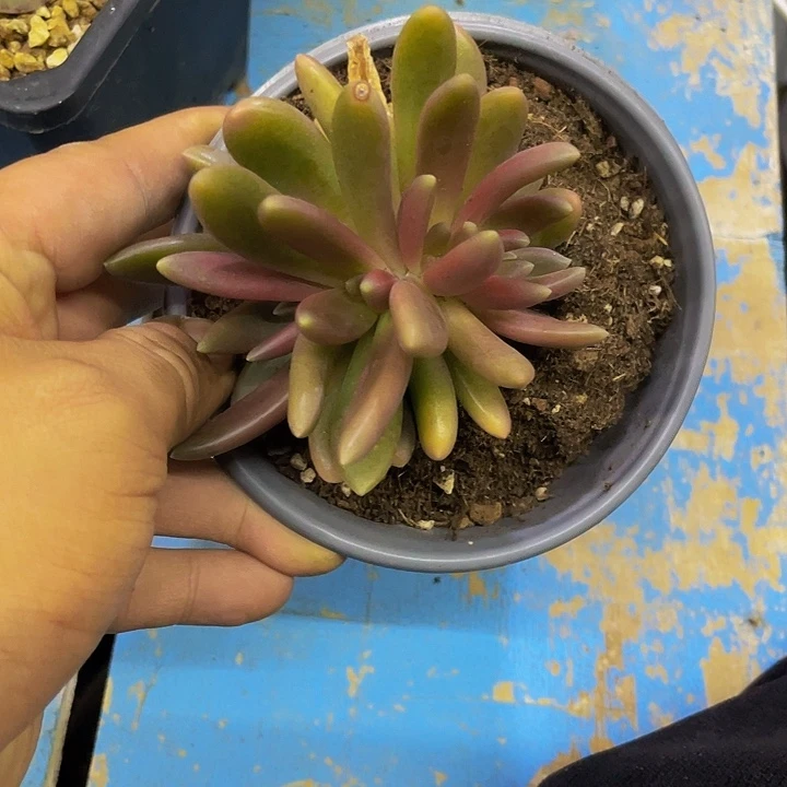 超***杰一物一拍一物一拍