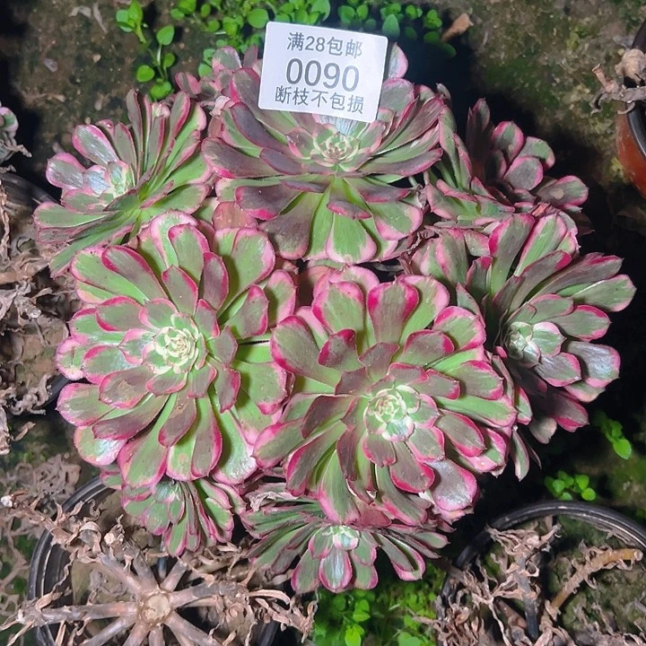 0090霁月多肉植物