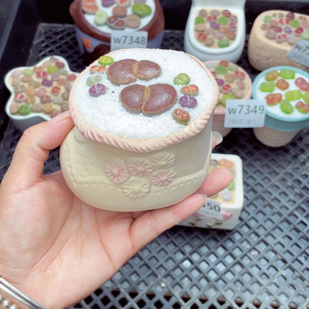 w7351 带盆土发货一物一拍