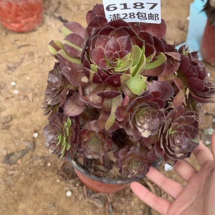 6187二号棚花花公子A
