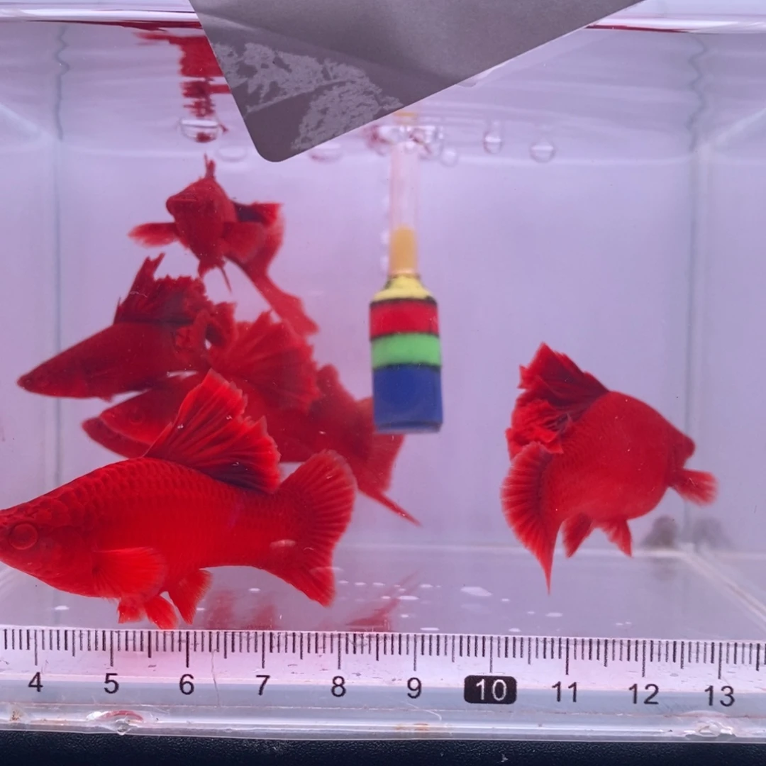 往***生红剑鱼高鳍红剑成鱼2刀2剑6母