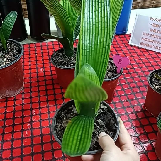 无花朵一个花花花