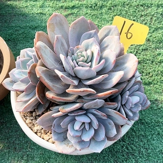 悠***然奶茶16号码牌子的话题